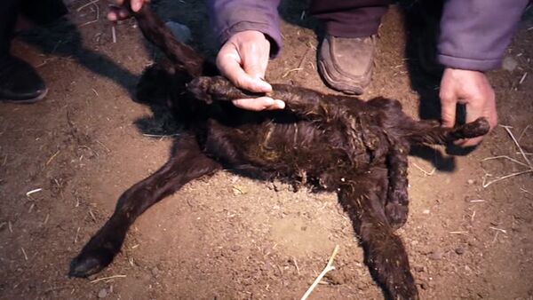 Фермер рассказал подробности рождения ягненка с семью ногами - Sputnik Кыргызстан