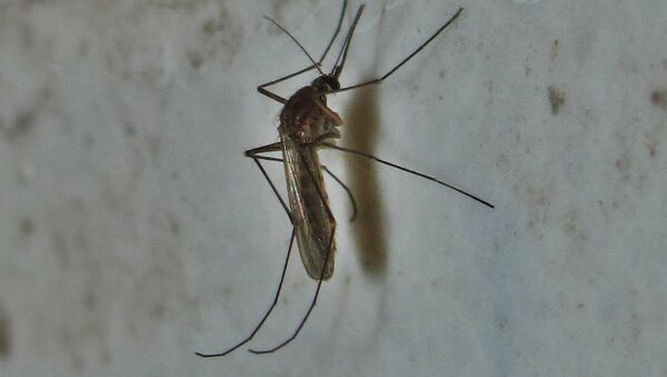 Анофелес, или малярийный комар, — род двукрылых насекомых, которые являются переносчиками малярии. Архивное фото - Sputnik Кыргызстан