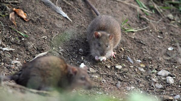 Крыса — род грызунов семейства мышей. Архивное фото - Sputnik Кыргызстан