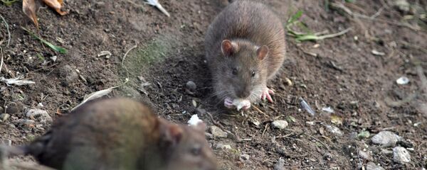 Крыса — род грызунов семейства мышей. Архивное фото - Sputnik Кыргызстан