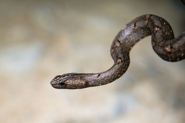 Гадюка - вид ядовитых змей. Архивное фото - Sputnik Кыргызстан