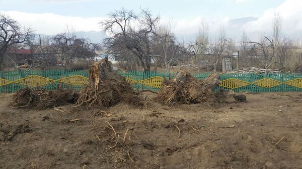Вырубка деревьев в районе села Чоктал Иссык-Кульской области - Sputnik Кыргызстан