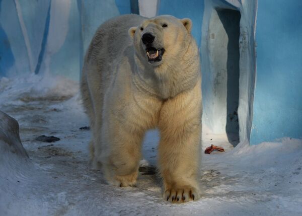 Белый медведь. Архивное фото - Sputnik Кыргызстан