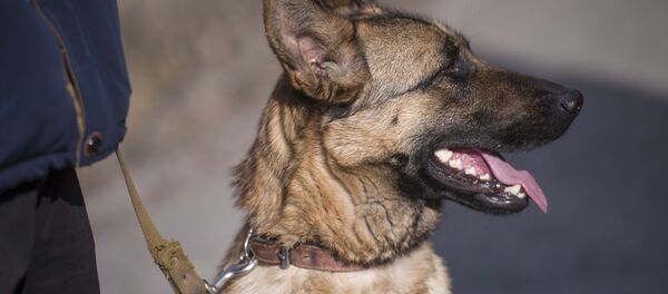 Демонстрация работы кинологов во Всемирный день дикой природы в Бишкеке  - Sputnik Кыргызстан