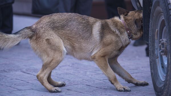 Демонстрация работы кинологов во Всемирный день дикой природы в Бишкеке - Sputnik Кыргызстан
