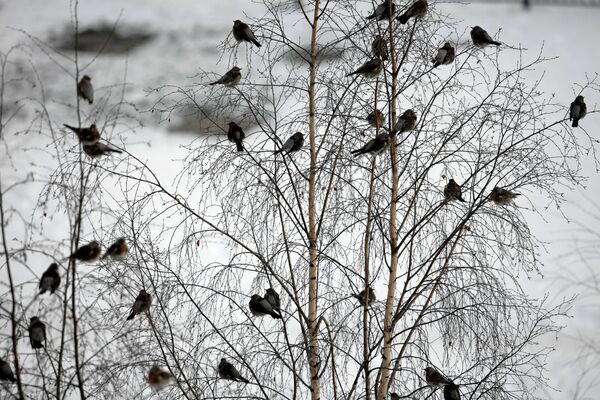 Птицы на дереве. Архивное фото - Sputnik Кыргызстан
