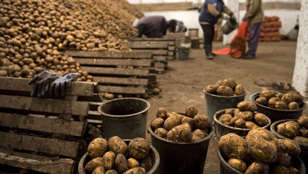 Сортировка картофеля в овощехранилище. Архивное фото - Sputnik Кыргызстан