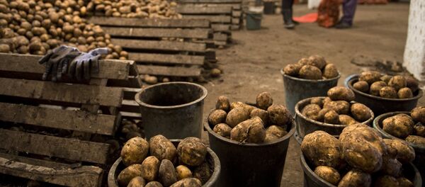 Сортировка картофеля в овощехранилище. Архивное фото - Sputnik Кыргызстан
