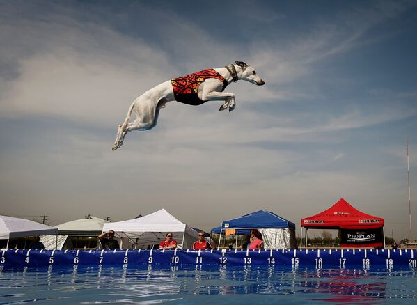 Соревнование среди собак в док дайвинге в Калифорнии - Sputnik Кыргызстан