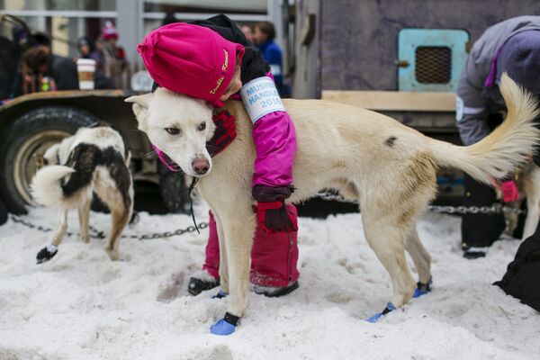 Гонки на собачьих упряжках Айдитарод в Аляске - Sputnik Кыргызстан