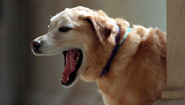 Собака породы лабрадо́р-ретри́вер. Архивное фото - Sputnik Кыргызстан
