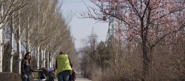 Цветение урюка в Бишкеке - Sputnik Кыргызстан