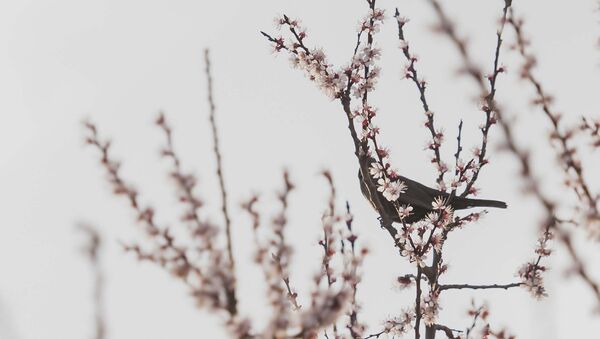 Птица на ветке вишни. Архивное фото - Sputnik Кыргызстан