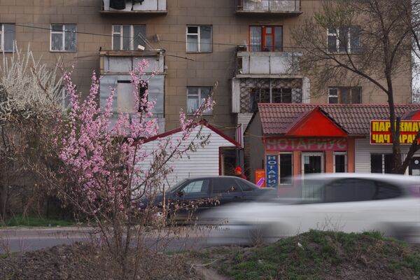 Цветение урюка в Бишкеке - Sputnik Кыргызстан