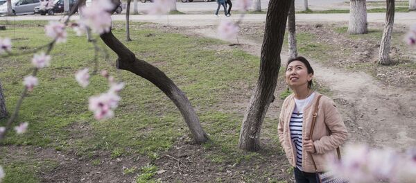 Цветение урюка в Бишкеке - Sputnik Кыргызстан