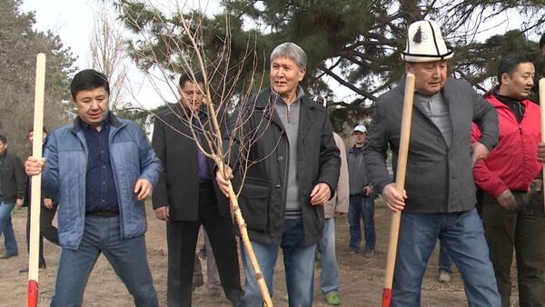 Атамбаев посадил дерево — субботник в Бишкеке с первыми лицами страны - Sputnik Кыргызстан