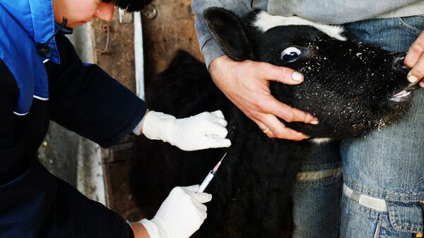 Сотрудник ветеринарной службы проводит вакцинацию скота. Архивное фото - Sputnik Кыргызстан
