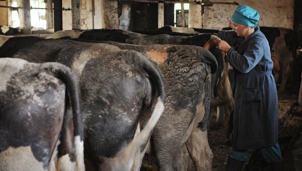 Врач ветеринар проводит исследование коров на ферме. Архивное фото - Sputnik Кыргызстан