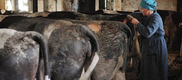 Врач ветеринар проводит исследование коров на ферме. Архивное фото - Sputnik Кыргызстан