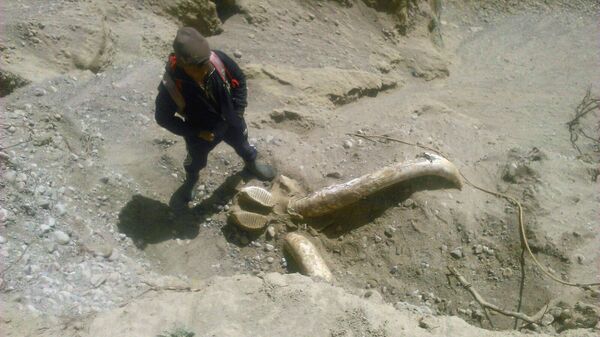 Останки предположительно мамонта найденные в Ак-Суйском районе - Sputnik Кыргызстан