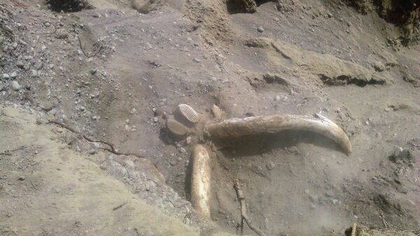 Останки предположительно мамонта найденные в Ак-Суйском районе Иссык-Кульской области - Sputnik Кыргызстан