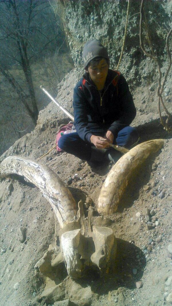 Останки, предположительно, мамонта найдены в Ак-Сууйском районе Иссык-Кульской области - Sputnik Кыргызстан