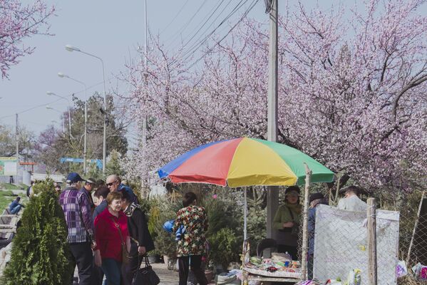 Цветение урюка в Бишкеке - Sputnik Кыргызстан