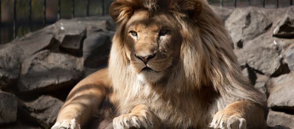 Лев в вольере зоопарка. Архивное фото - Sputnik Кыргызстан