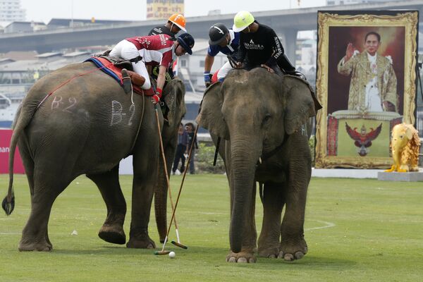 Королевский кубок по поло на слонах в Таиланде - Sputnik Кыргызстан