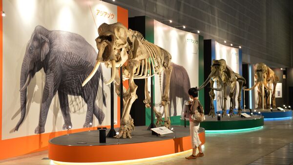 Кости мамонта в музее. Архивное фото - Sputnik Кыргызстан