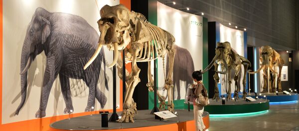 Склетт мамонта в музее. Архивное фото - Sputnik Кыргызстан