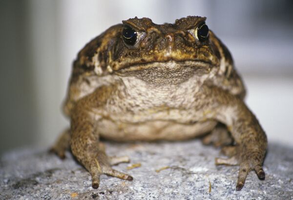 Жаба ага - Sputnik Кыргызстан