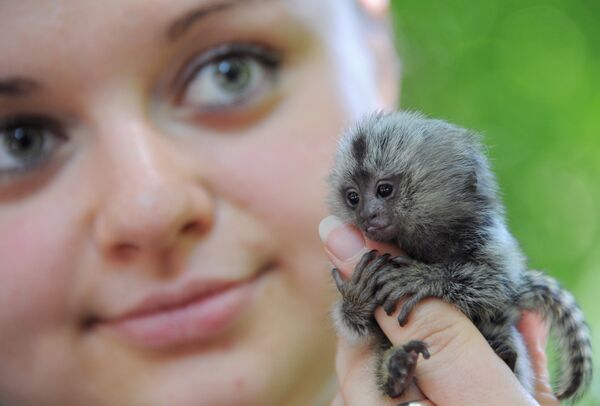 Редкие животные в Кыргызстане - Sputnik Кыргызстан