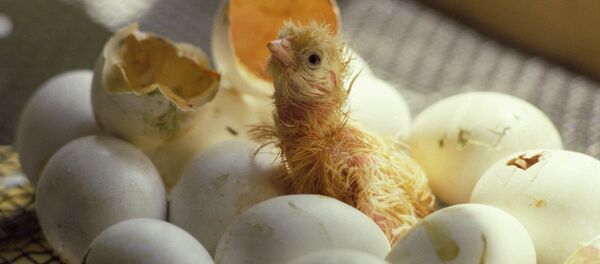 Вылупившийся цыпленок. Архивное фото - Sputnik Кыргызстан