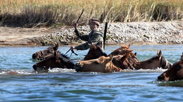 Режиссер Актан Арым Кубат Кентавр тасмасынан кадр - Sputnik Кыргызстан