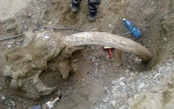 Ученые привезли кости древнего животного в Бишкек для дальнейшего исследования. - Sputnik Кыргызстан