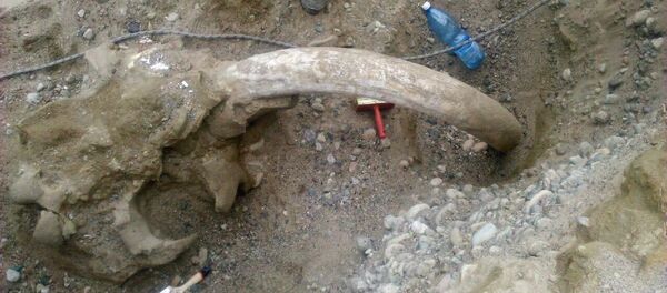 Ученые откопали череп с бивнями доисторического животного, похожего на мамонта, найденного в Иссык-Кульской области - Sputnik Кыргызстан