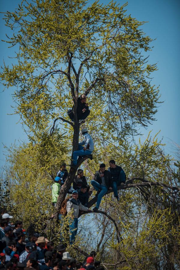 Соревнования по кок бору в честь праздника Нооруз в Бишкеке - Sputnik Кыргызстан