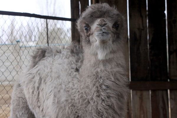 Верблюжонок, родившийся в Каракольском зоопарке - Sputnik Кыргызстан