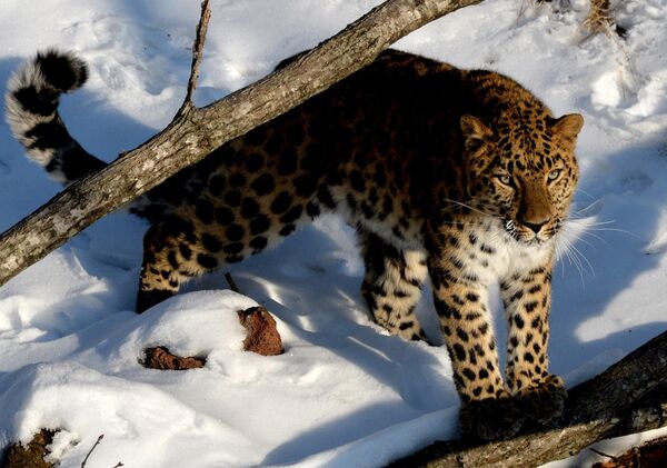 Юный дальневосточный леопард. Архивное фото - Sputnik Кыргызстан
