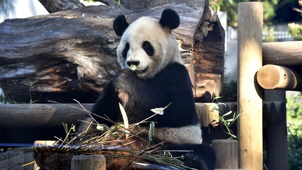 Панда на одном из зоопарков Японии - Sputnik Кыргызстан