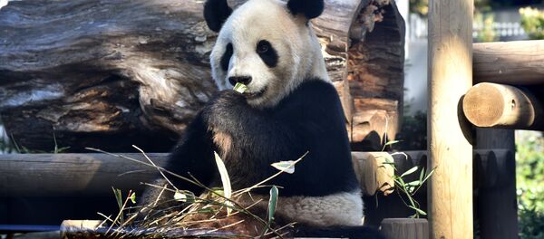 Панда на одном из зоопарков Японии. Архивное фото - Sputnik Кыргызстан
