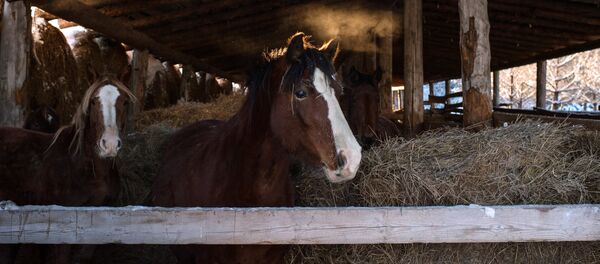 Лошади на стойле. Архивное фото - Sputnik Кыргызстан