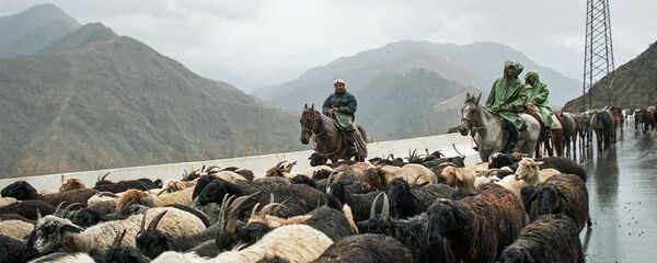 Перегон овец. Архивное фото - Sputnik Кыргызстан