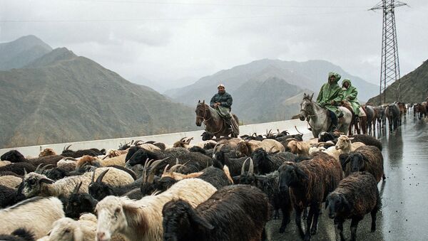 Перегон овец. Архивное фото - Sputnik Кыргызстан