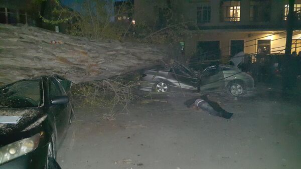 Упавшее дерево на два автомобиля на Чуй-Турусбекова - Sputnik Кыргызстан