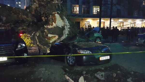 Очевидец рассказала, как в Бишкеке дерево придавило машину с человеком - Sputnik Кыргызстан