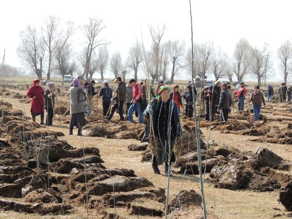 Люди во время высадки 9 тысяч саженцев серебристого тополя в селе Липенка. - Sputnik Кыргызстан