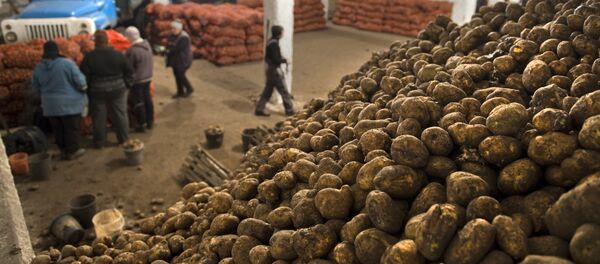 Кампадагы картошка. Архив - Sputnik Кыргызстан