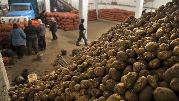 Картофель в овощехранилище хозяйства. Архивное фото - Sputnik Кыргызстан